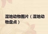 湿地动物图片（湿地动物盘点）