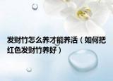 发财竹怎么养才能养活（如何把红色发财竹养好）