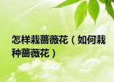 怎样栽蔷薇花（如何栽种蔷薇花）