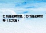 怎么挑选锦鲤鱼（怎样挑选锦鲤 有什么方法）
