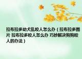 拉布拉多幼犬乱咬人怎么办（拉布拉多图片 拉布拉多咬人怎么办 巧妙解决狗狗咬人的办法）