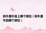 和牛是牛身上哪个部位（和牛是牛的哪个部位）