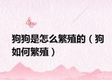 狗狗是怎么繁殖的（狗如何繁殖）