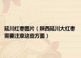 延川红枣图片（陕西延川大红枣 需要注意这些方面）