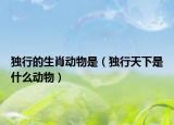 独行的生肖动物是（独行天下是什么动物）