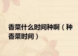 香菜什么时间种啊（种香菜时间）