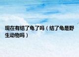 现在有结了龟了吗（结了龟是野生动物吗）
