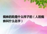 蜘蛛的脸是什么样子的（人脸蜘蛛叫什么名字）