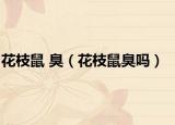 花枝鼠 臭（花枝鼠臭吗）