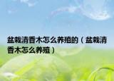 盆栽清香木怎么养殖的（盆栽清香木怎么养殖）