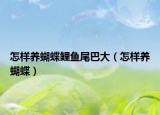 怎样养蝴蝶鲤鱼尾巴大（怎样养蝴蝶）