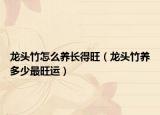 龙头竹怎么养长得旺（龙头竹养多少最旺运）