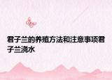 君子兰的养殖方法和注意事项君子兰浇水