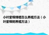 小叶紫檀绿植怎么养殖方法（小叶紫檀树养殖方法）