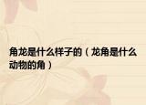 角龙是什么样子的（龙角是什么动物的角）
