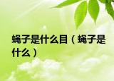 蝇子是什么目（蝇子是什么）