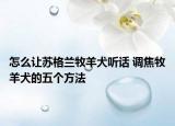 怎么让苏格兰牧羊犬听话 调焦牧羊犬的五个方法