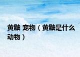黄鼬 宠物（黄鼬是什么动物）