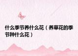 什么季节养什么花（养草花的季节种什么花）