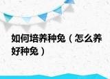 如何培养种兔（怎么养好种兔）