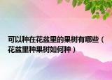 可以种在花盆里的果树有哪些（花盆里种果树如何种）