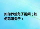 如何养殖兔子视频（如何养殖兔子）