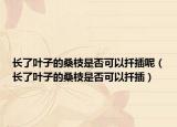 长了叶子的桑枝是否可以扦插呢（长了叶子的桑枝是否可以扦插）
