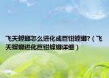 飞天螳螂怎么进化成巨钳螳螂?（飞天螳螂进化巨钳螳螂详细）