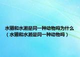 水獭和水濑是同一种动物吗为什么（水獭和水濑是同一种动物吗）