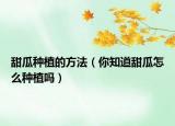 甜瓜种植的方法（你知道甜瓜怎么种植吗）