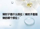 猪肘子是什么部位（猪肘子是指猪的哪个部位）