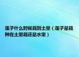 莲子什么时候栽到土里（莲子是栽种在土里栽还是水里）