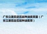 广东立夏后是否能种油麦菜苗（广东立夏后是否能种油麦菜）