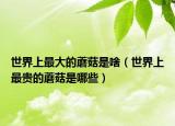 世界上最大的蘑菇是啥（世界上最贵的蘑菇是哪些）