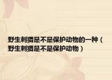 野生刺猬是不是保护动物的一种（野生刺猬是不是保护动物）