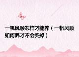 一帆风顺怎样才能养（一帆风顺如何养才不会死掉）