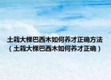 土栽大棵巴西木如何养才正确方法（土栽大棵巴西木如何养才正确）