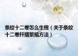 条纹十二卷怎么生根（关于条纹十二卷扦插繁殖方法）