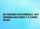 栀子花的养殖方法和注意事项北方（栀子花的养殖方法和注意事项 六个方法和经验分享）