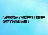 马铃薯发芽了可以种吗（如何种发芽了的马铃薯苗）