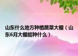 山东什么地方种植蔬菜大棚（山东6月大棚能种什么）