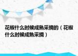 花椒什么时候成熟采摘的（花椒什么时候成熟采摘）