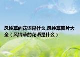 风铃草的花语是什么,风铃草图片大全（风铃草的花语是什么）