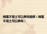 碗莲不用土可以养吗视频（碗莲不用土可以养吗）