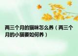 两三个月的猫咪怎么养（两三个月的小猫要如何养）