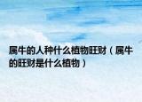 属牛的人种什么植物旺财（属牛的旺财是什么植物）