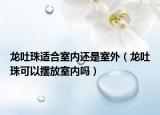 龙吐珠适合室内还是室外（龙吐珠可以摆放室内吗）