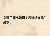 文殊兰能水培吗（怎样给文殊兰浇水）