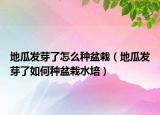 地瓜发芽了怎么种盆栽（地瓜发芽了如何种盆栽水培）