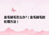 金毛掉毛怎么办?（金毛掉毛的处理方法）